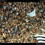 PAOK