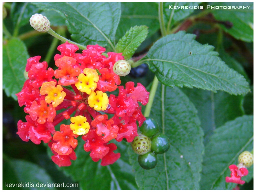 Lantana