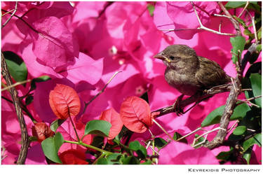 Bougainvillea by Kevrekidis