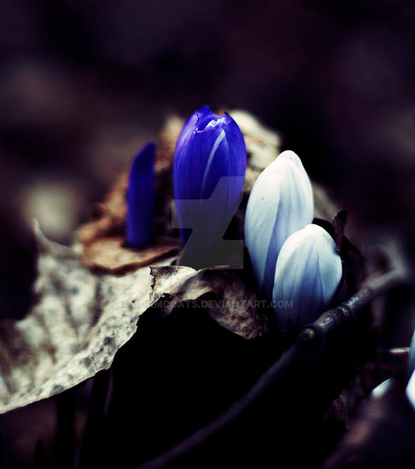 early spring by adamcoats on DeviantArt