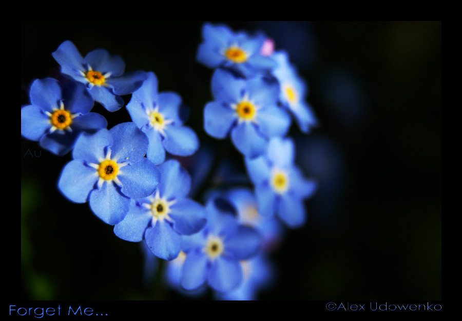 Forget Me...