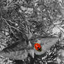 Ladybird