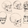 Skulls Study - 000