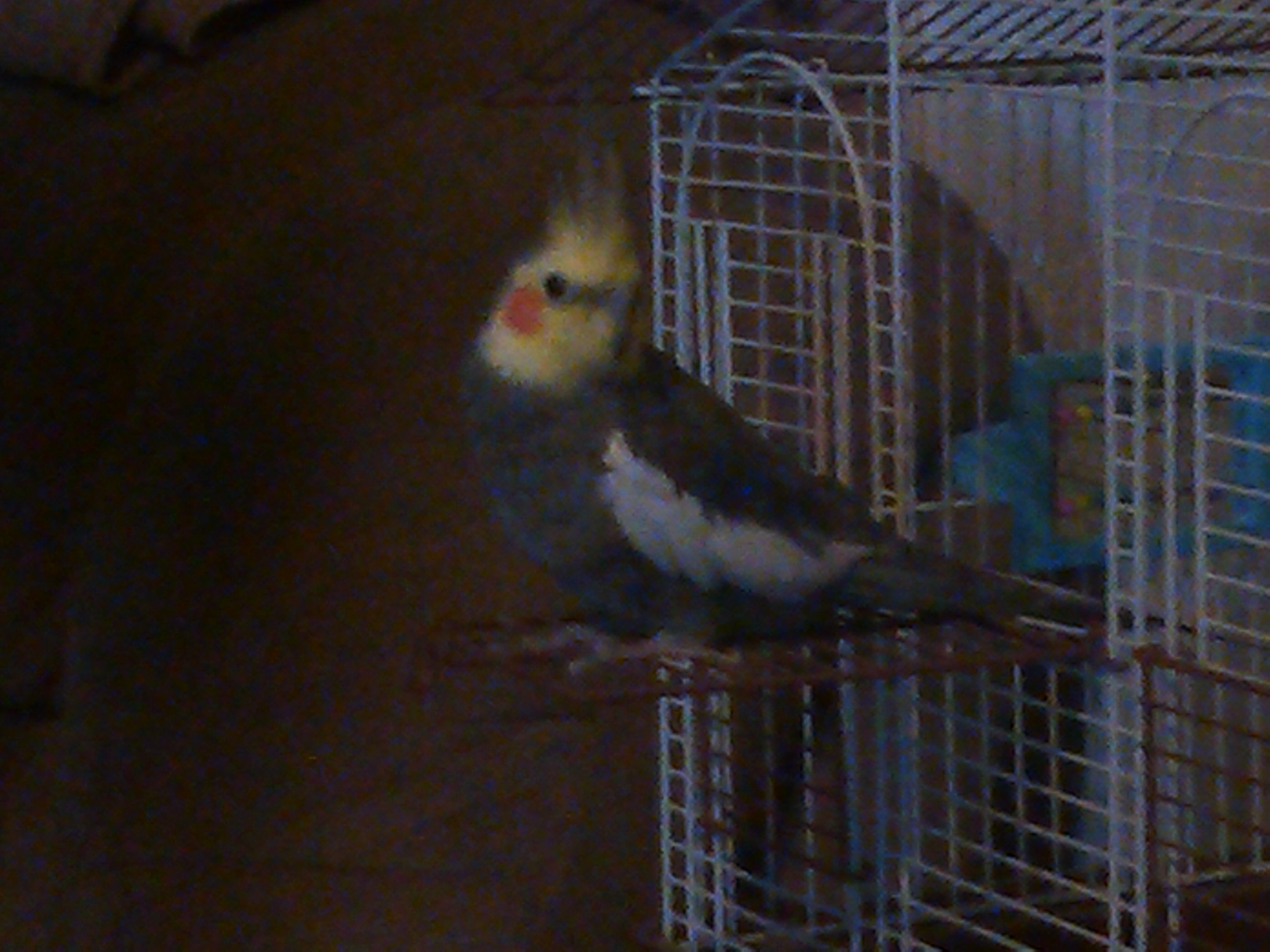Take A Pic Of MY Bird.... They Cute