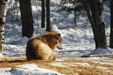 Yearling Wolf in the Sun