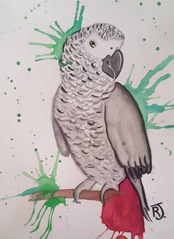 african grey watercolor