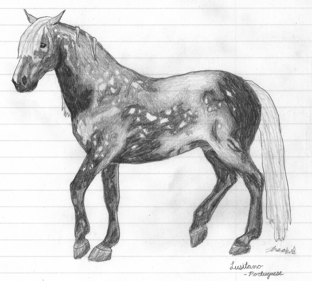 Lusitano -pencil drawing