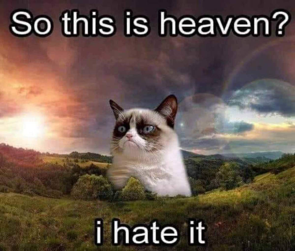 RIP Grumpy cat by GalaxyPusheenDonut on DeviantArt