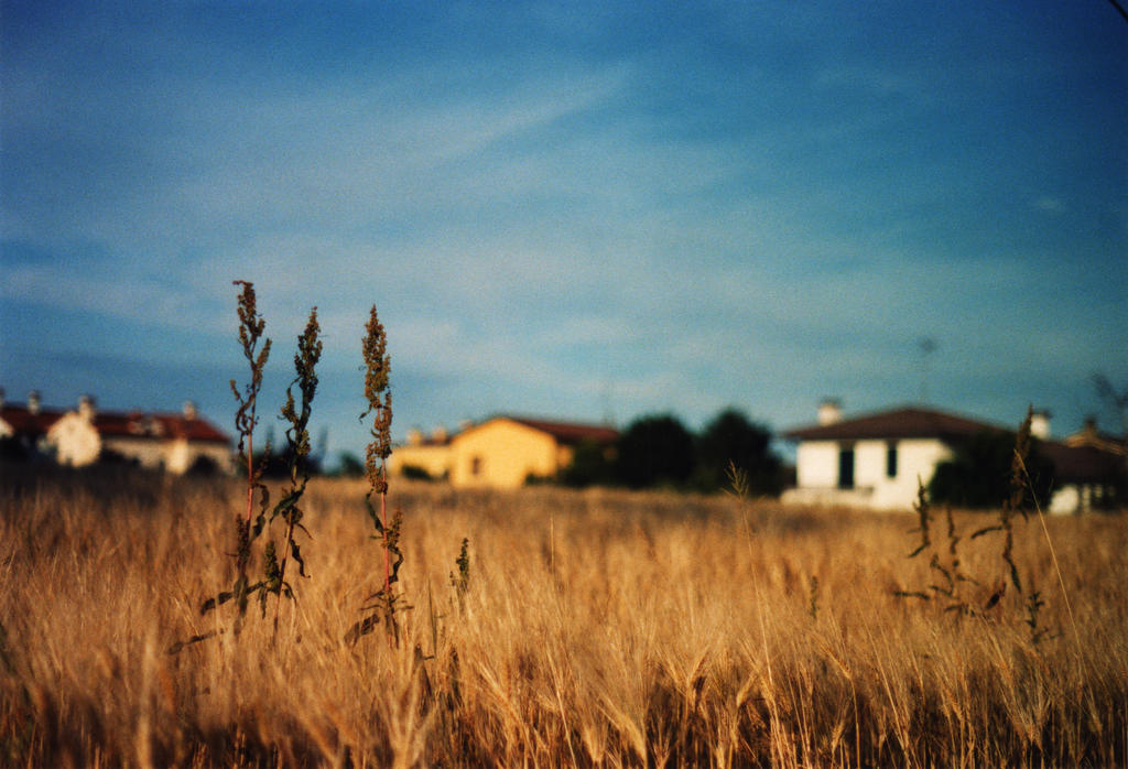 Lost in a field