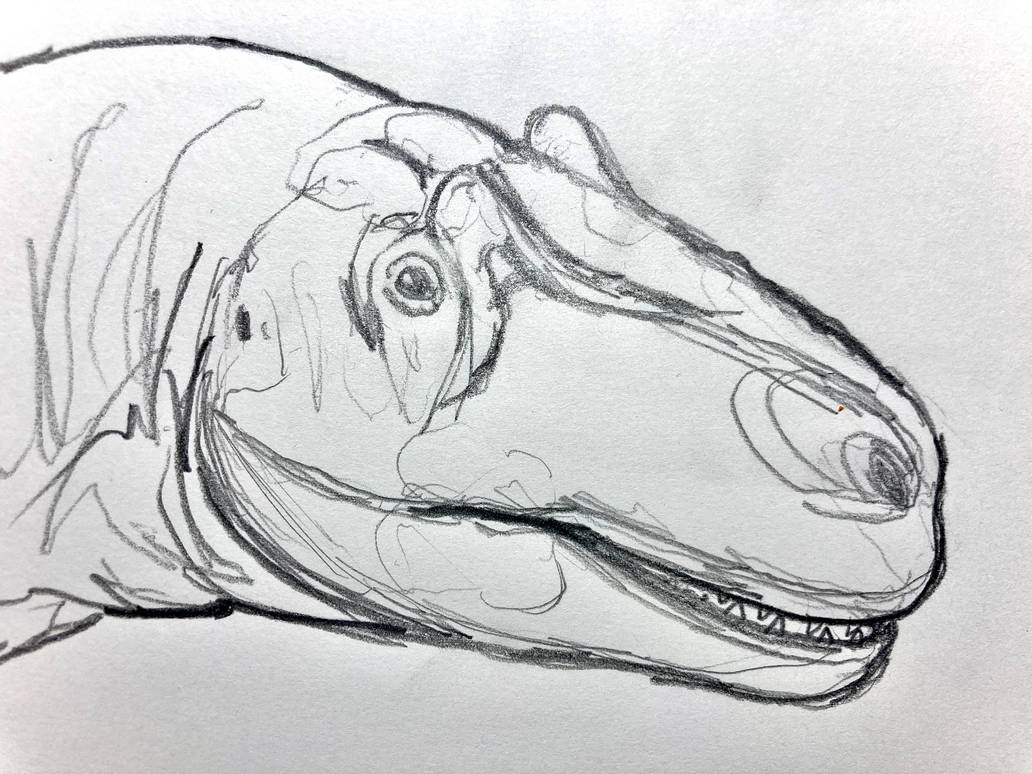 Allosaurus Head By Nogain98 On DeviantArt