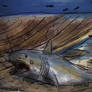 Ptychodus attack Platyceramus