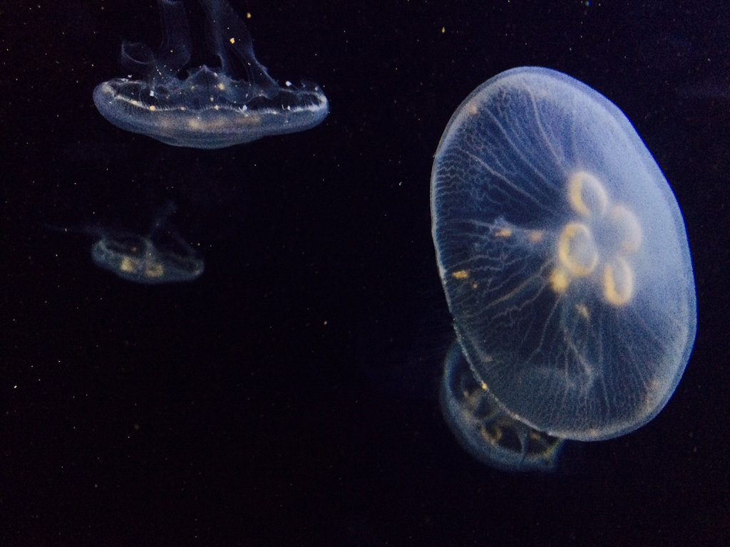 Jellyfish