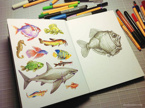 Fish sketching