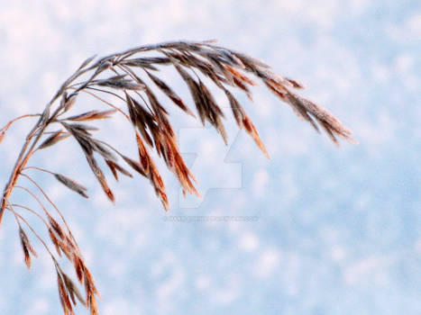 Frosted Wheat Grass