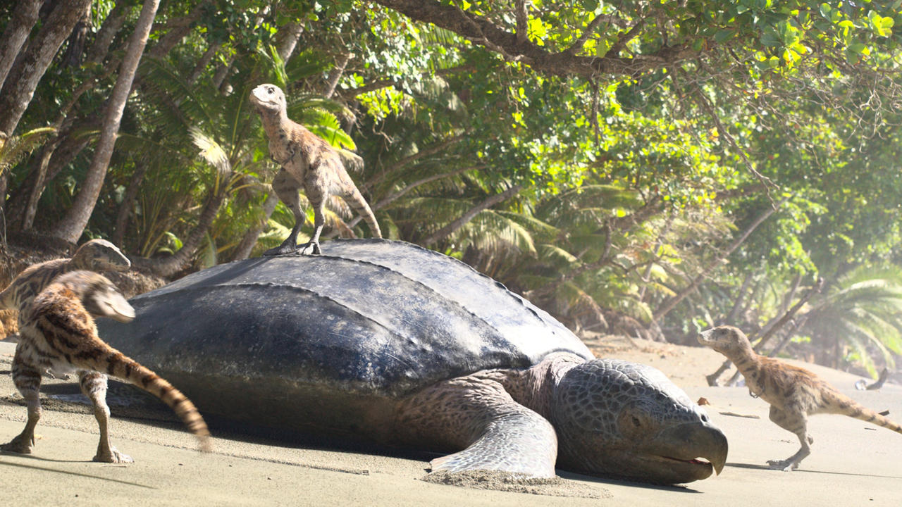 Turtle Back by joshieboy12 on DeviantArt