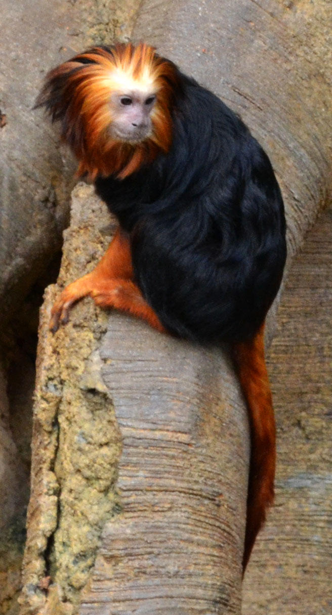 Liben Monkey Lion Monkey by Lensessence on DeviantArt