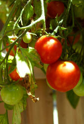 Tomatoes