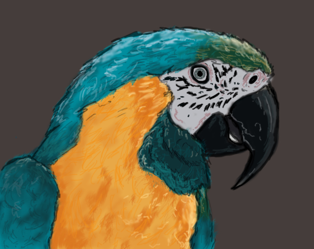 Another Macaw