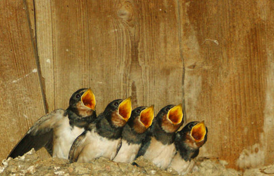 Singing swallows