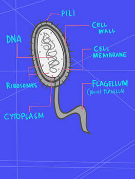 Prokaryotic Cell