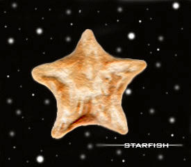 Star-fish