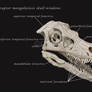 Skull windows of Velociraptor mongoliensis