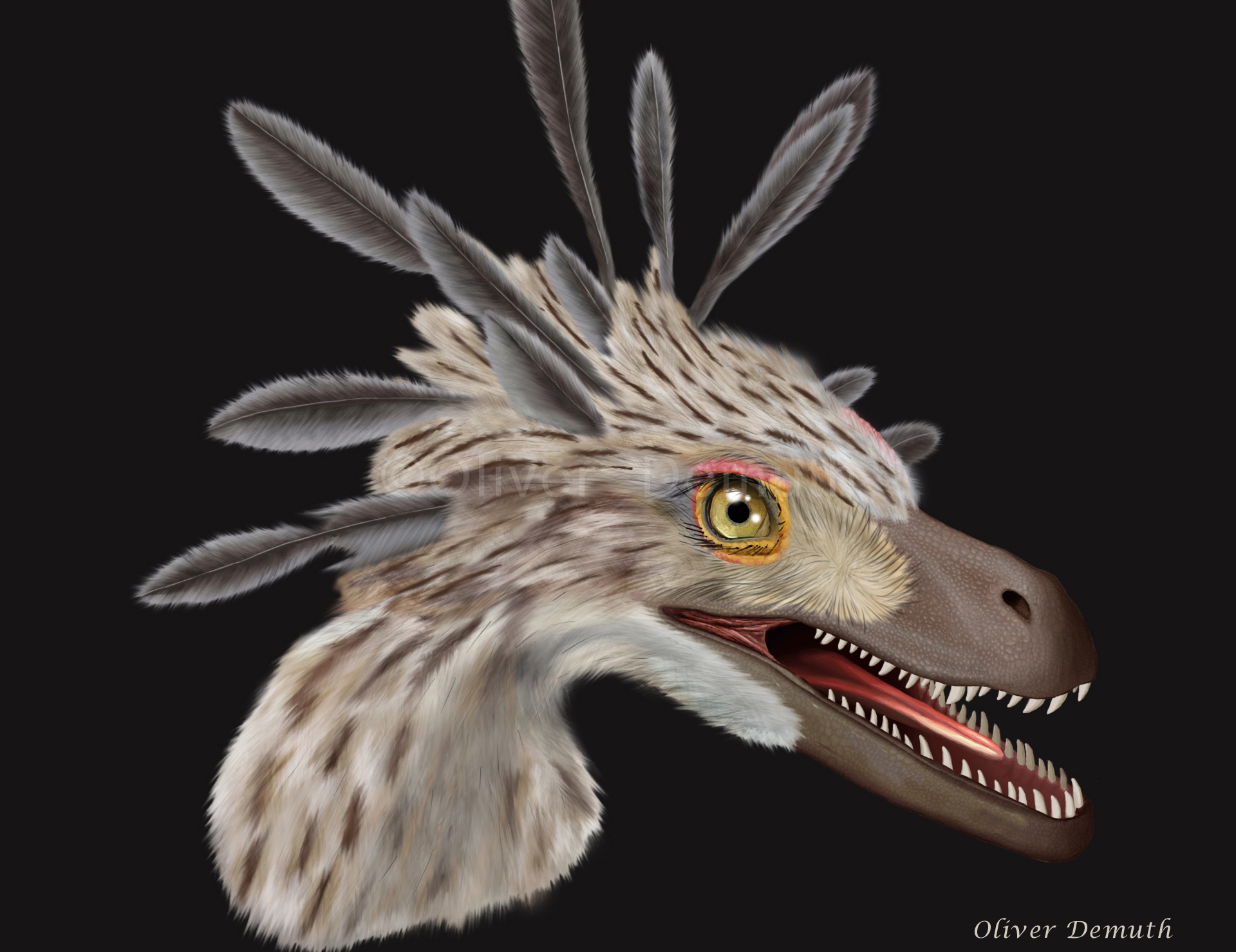 Velociraptor mongoliensis bust life reconstruction