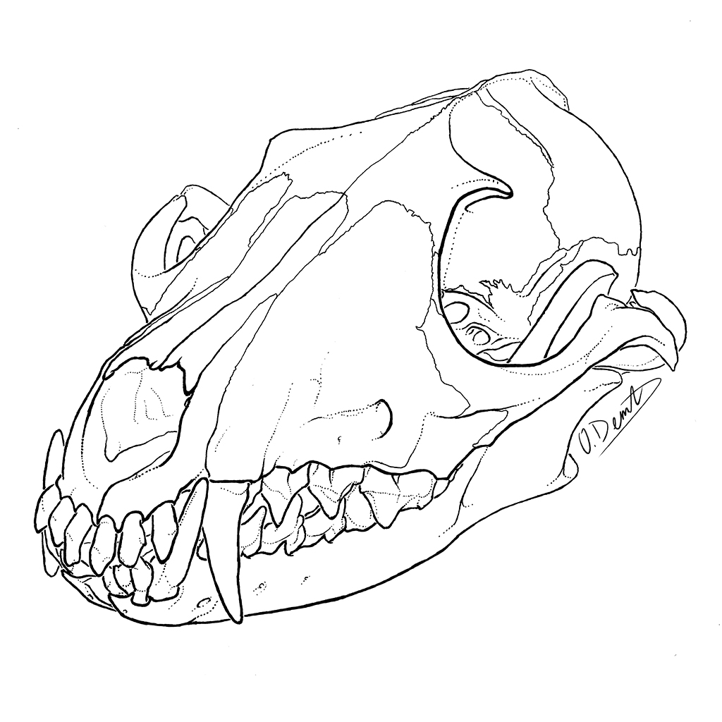 Red Fox Skull By Odemuth On Deviantart Red Fox Skull By Odemuth On Deviantart