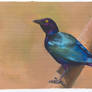 Purple Starling Study