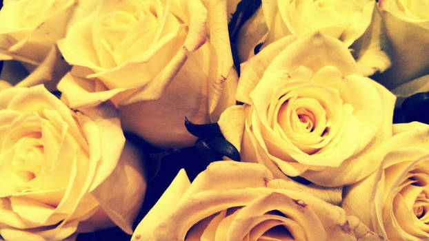 Yellow Roses