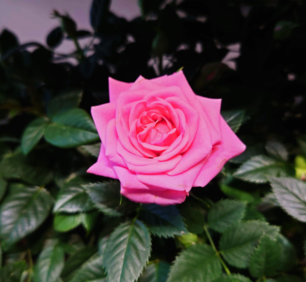 Isit Pink Is It Pink ... by GAIA7ArtsNetwork on DeviantArt