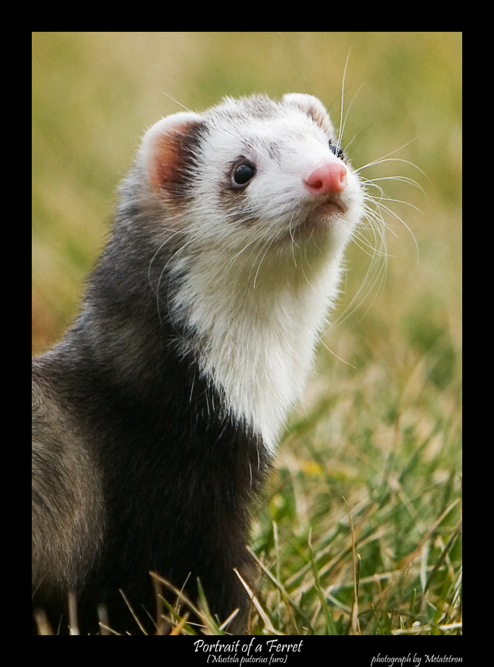 Portrait of a Ferret