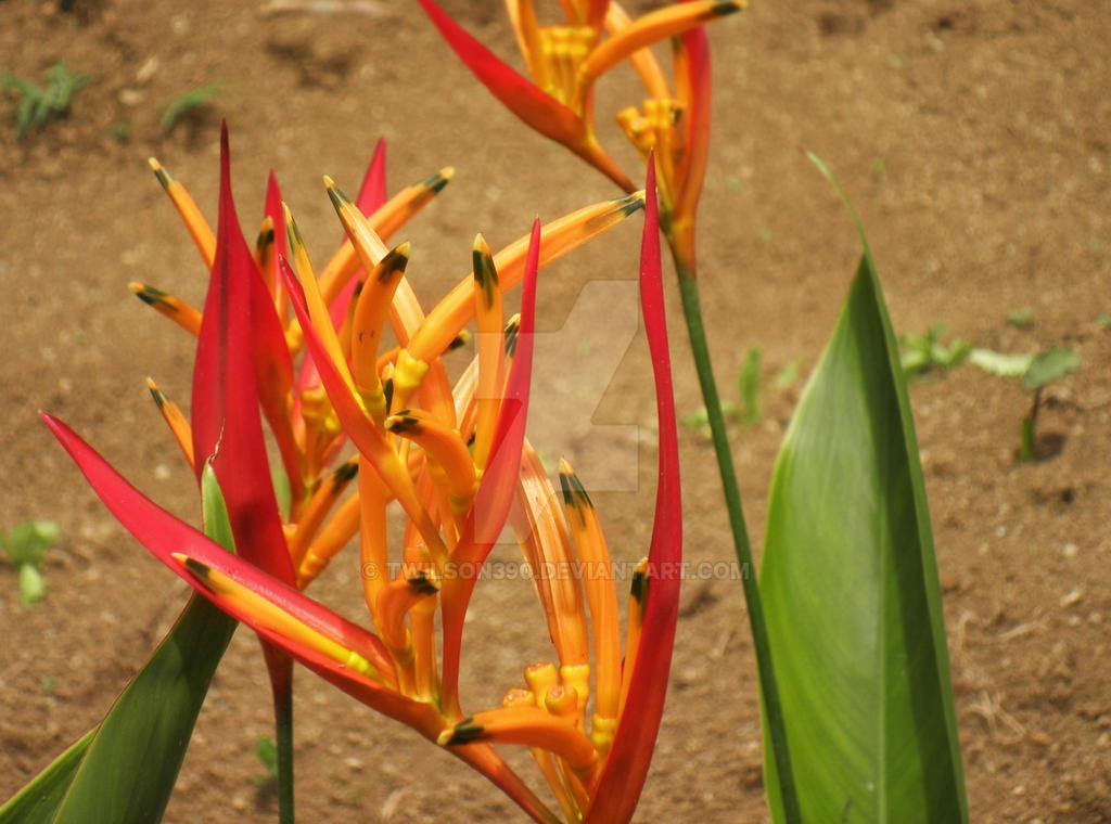 Costa Rican Flower
