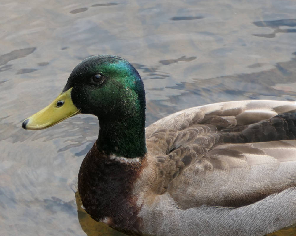 Male Mallard by adszakacs on DeviantArt