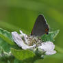 Gray Hairstreak