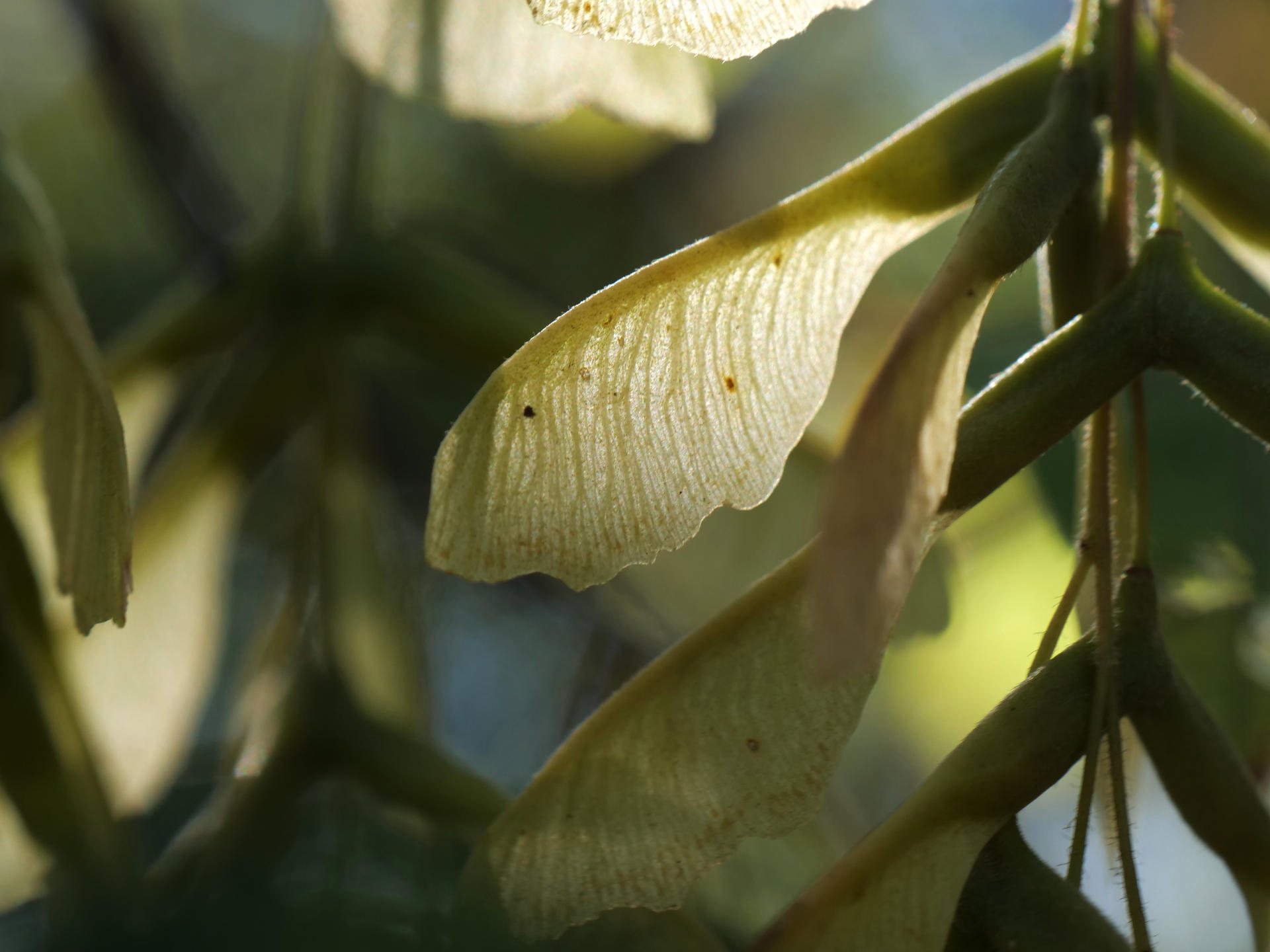 Maple Samaras by adszakacs on DeviantArt