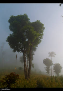 Tree in the Fog 2