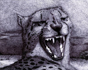 Cheetah laugh