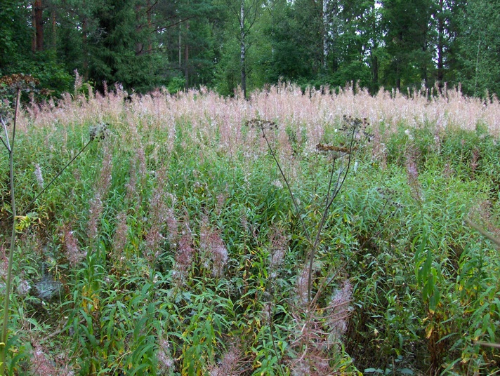 Field fo flowers