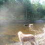 The dogs at Salmon River