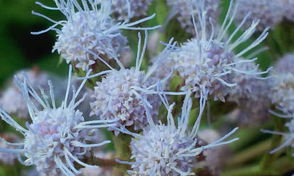 Backyard Flowers: Up Close