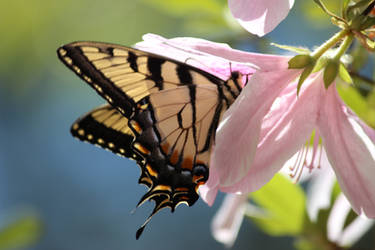 Azalea and Tiger Swallowtail