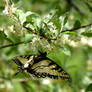 Butterfly Tasting