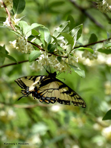 Butterfly Tasting