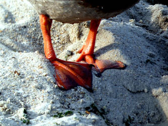 Webbed Feet in the Sand