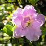 Azalea on a Sunny Day