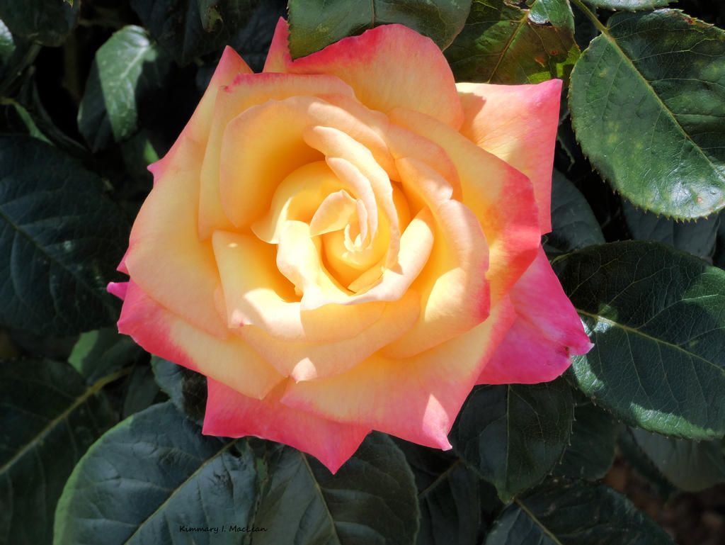 Variegated Pink Yellow Rose by Kimmary on DeviantArt
