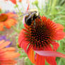Bee on a Coneflower