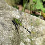 Green Darner Dragonfly