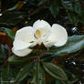 Southern Magnolia